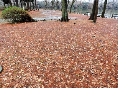秋天carpet.4