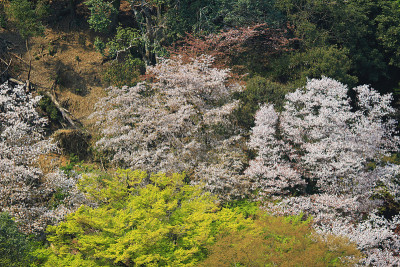 日本京都岚山樱花盛开