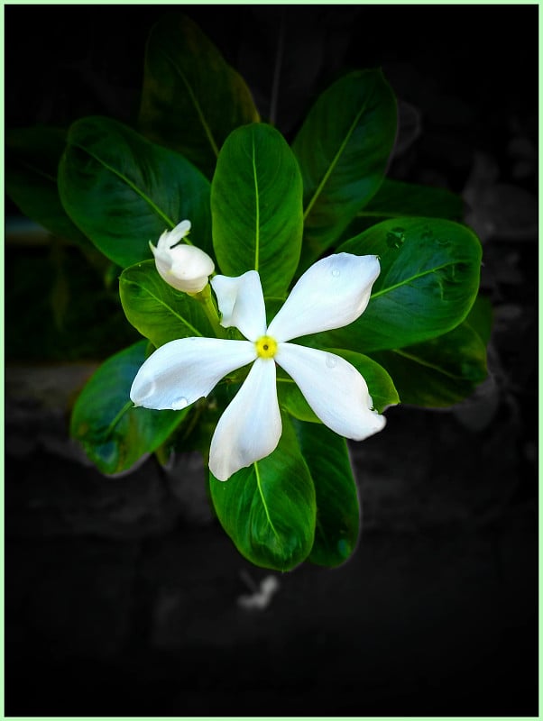 Catharanthus Roseus也叫