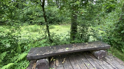 多根螺旋藻属植物野生生长在沼泽湖泊