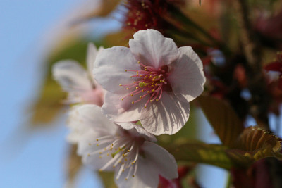 樱花