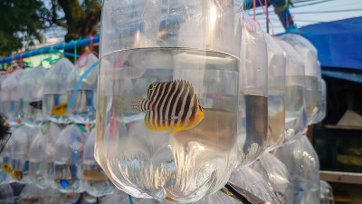 塑料袋内的观赏海鱼