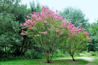 百合花，印度的花园，花树