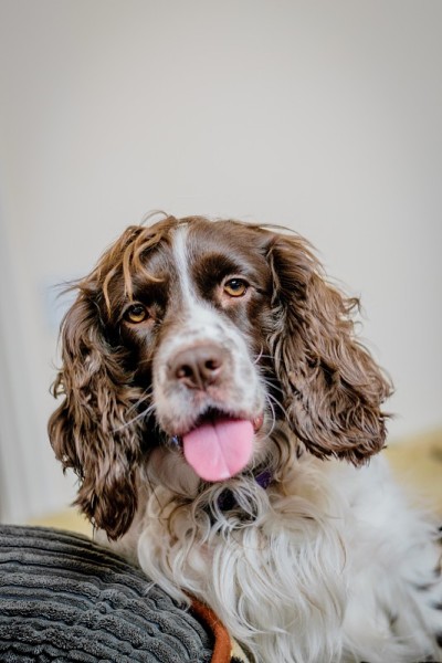 可爱的4周大的可卡犬幼犬