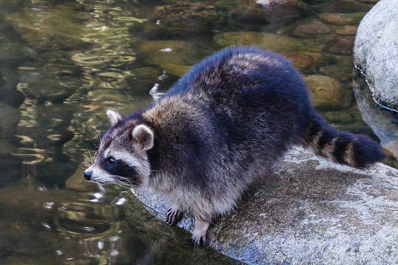 浣熊