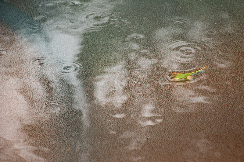 大雨和棕榈树的倒影