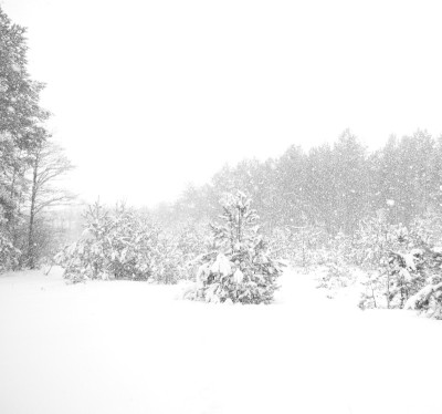 森林里下大雪