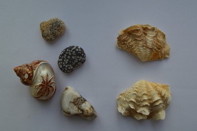 海洋的组成和海洋贝壳的特写