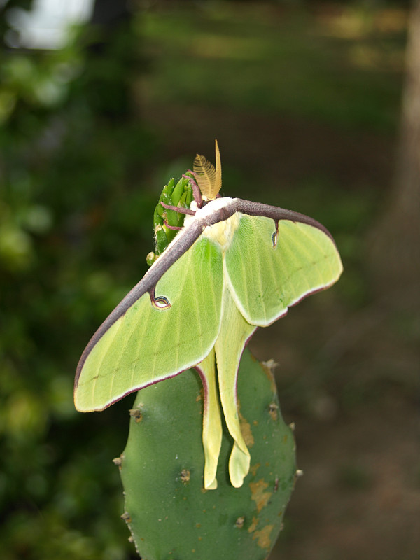 月神蛾（Actias Luna）2