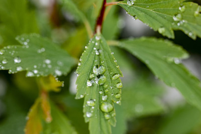 花和水滴