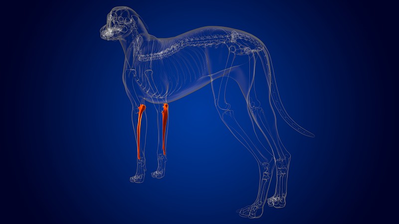 尺骨狗骨骼解剖医学概念3D