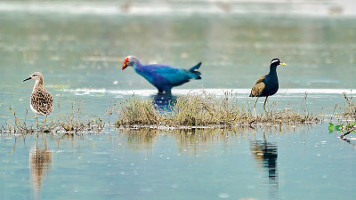 Swamphen