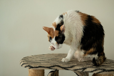 一只花猫洗完澡后在舔。