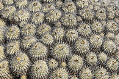 在Llanos de Challe国家公园的Copiapoa Carrizalensis仙人掌，这是