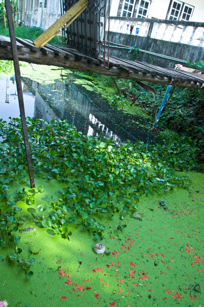 风景与池塘和水植物
