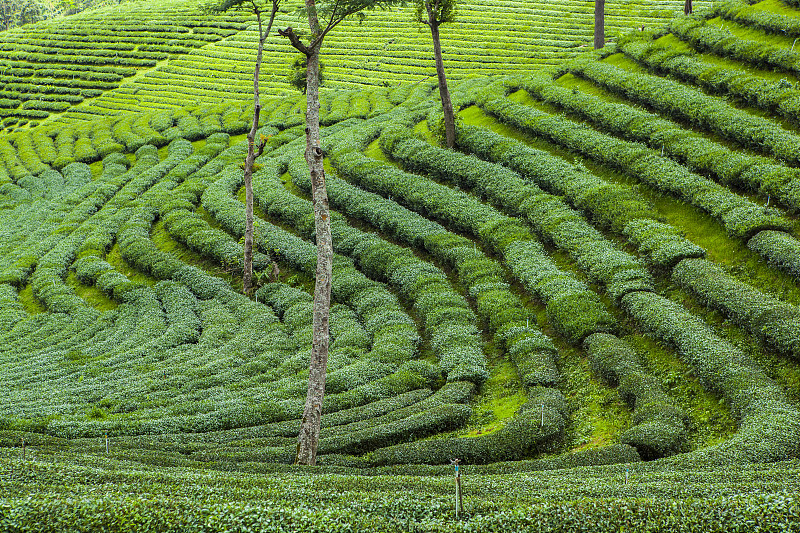 泰国的茶园。
