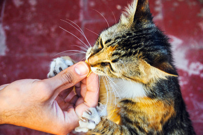 可爱的猫