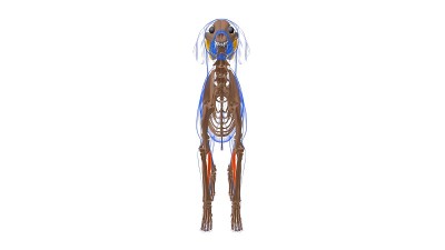 桡侧腕屈肌犬肌解剖医学概念3D
