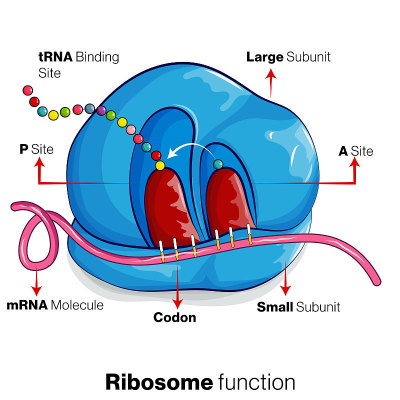 Illustration of Ribosome bound to tRNA and mRNA an