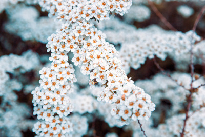 布什用鲜花