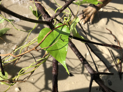 海上藤蔓上的心型叶子