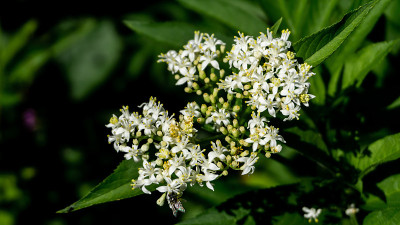 一只蜜蜂正在Milfoil花上采集花粉