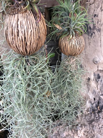 树上的西班牙苔藓