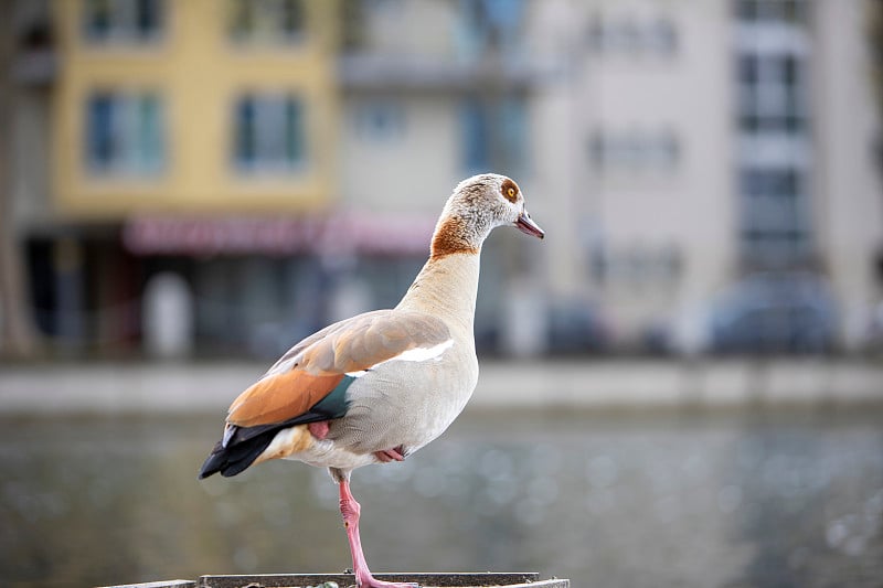 埃及鹅，在城里的一个湖里