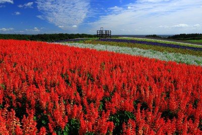 蓝天和花海