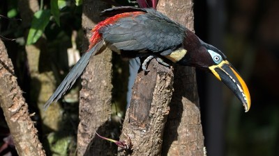 Chestnut-eared Aracari