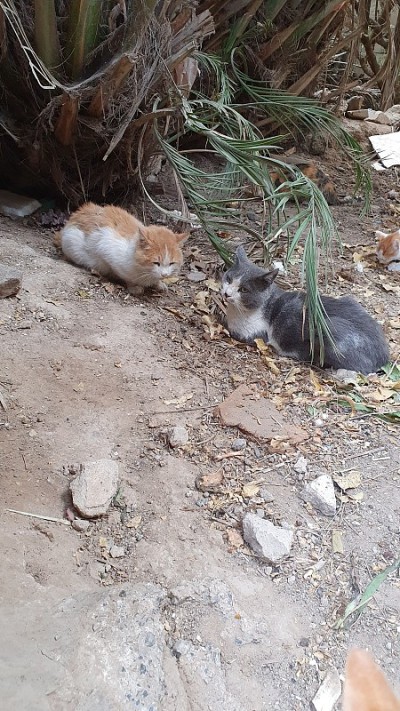 两只猫像朋友一样聊天