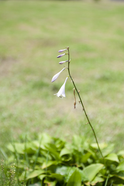 凌霄花