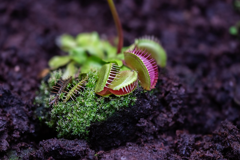 掠夺性植物金星flycatcher特写图像与软选择焦点