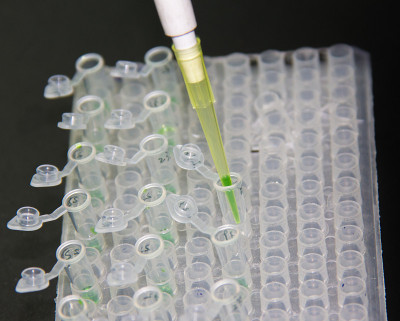 一步PCR