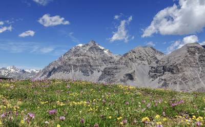 阿尔卑斯山