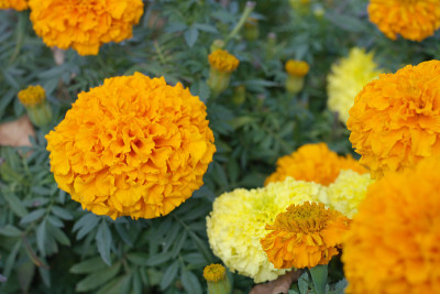 黄色的花