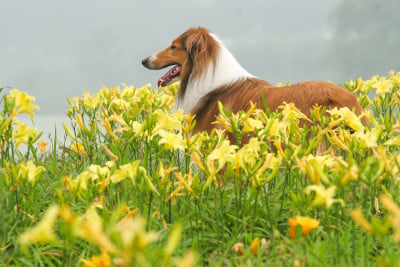 苏格兰牧羊犬