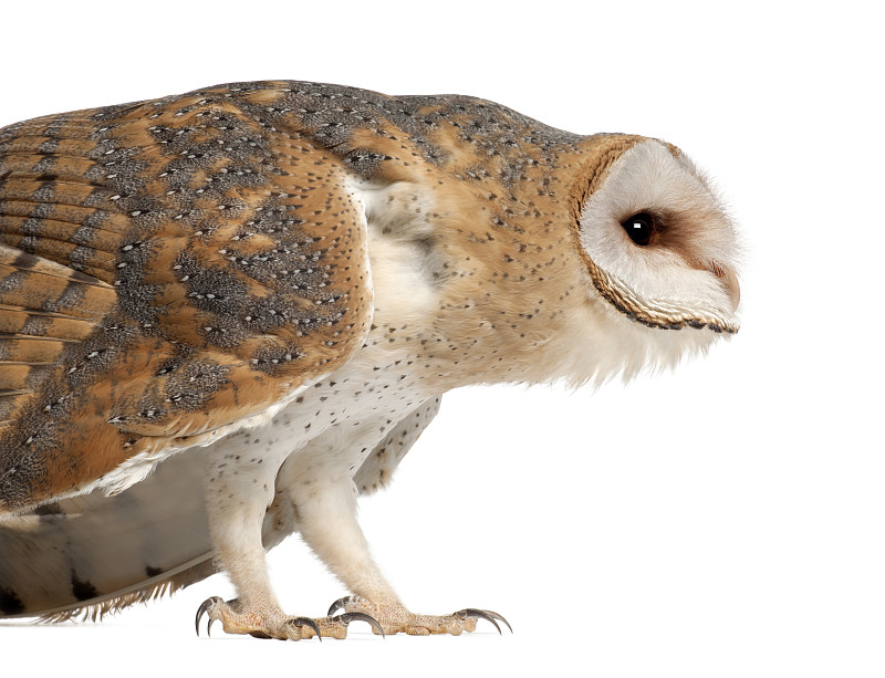 仓鸮，Tyto alba, 4个月大，近距离站立