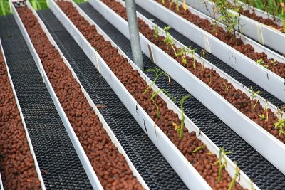 Aquaponics”农业