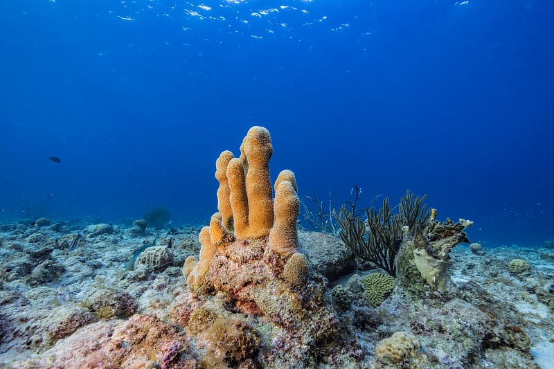 在库拉索岛附近的加勒比海，有各种各样的鱼、珊瑚和海绵在蓝绿色的珊瑚礁水中