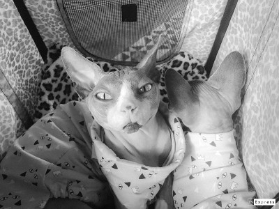 小狗和小猫