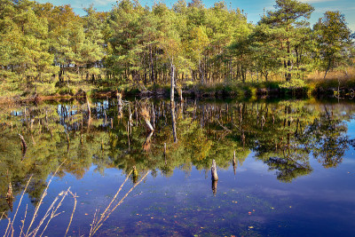 在Schneverdingen附近Lüneburg Heath的Pietzmoor