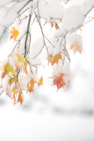 晚秋的粉状雪
