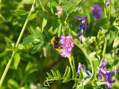 vicia cracca上的大黄蜂