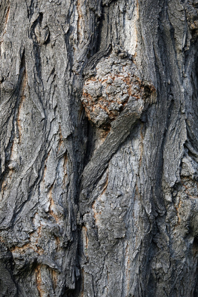 木