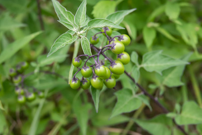 苦乐参半的茄属果实在夏天成熟