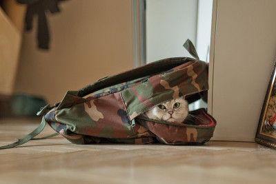灰色的英国短毛猫坐在背包里。