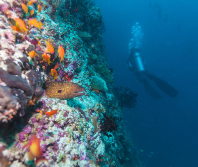 巨型海鳗(gymnothorax javanicus)和潜水员的剪影