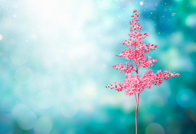 粉色astilba花