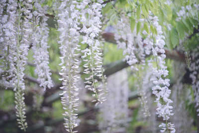 福冈县伊士岛市紫藤花。